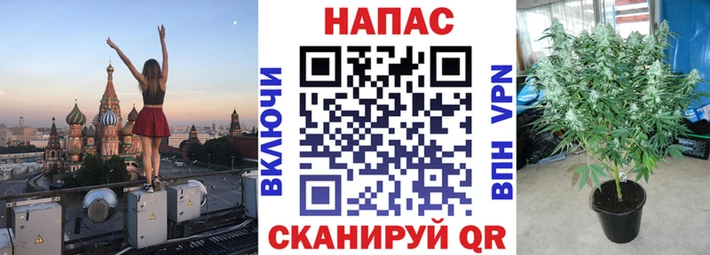 Канабис планчик  Чкаловск 